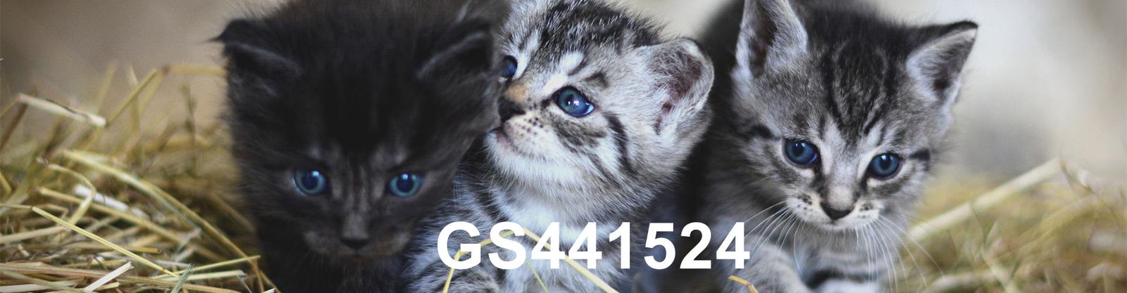 kualitas GS-441524 pabrik